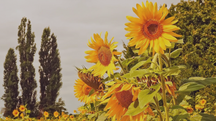 How To Use A Rain Gauge Accurately For Optimal Watering Happy Plants